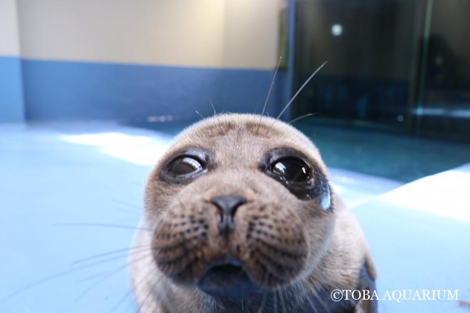 においマニアの野望