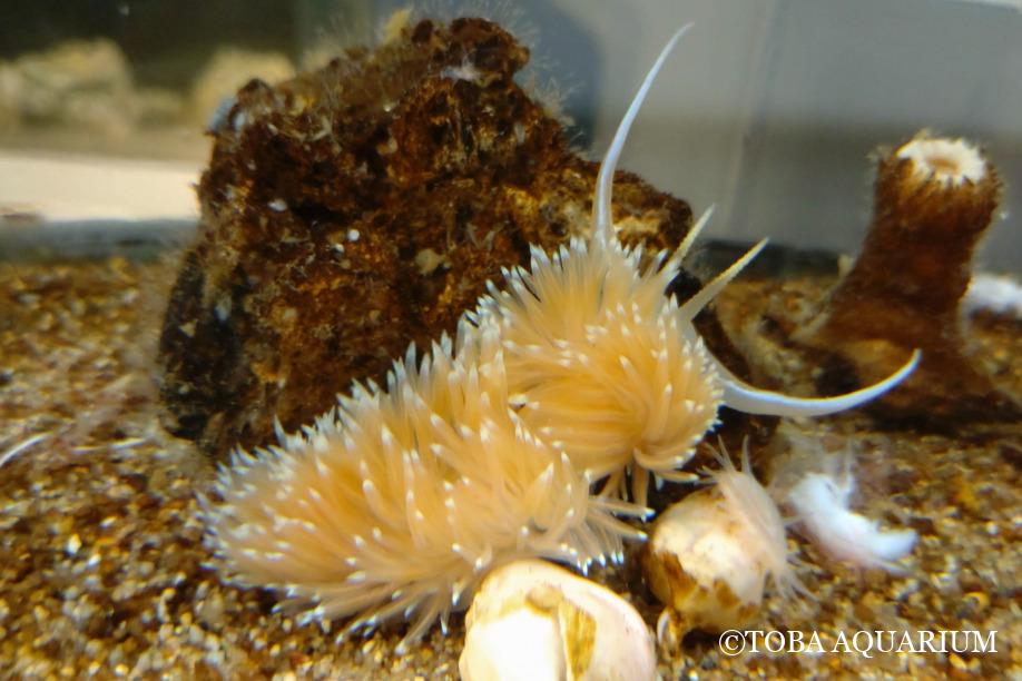 アカエラミノウミウシ属、飼育5ヶ月経過！