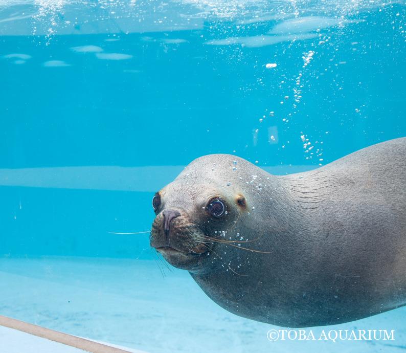 竹島水族館の看板娘【ラブ】