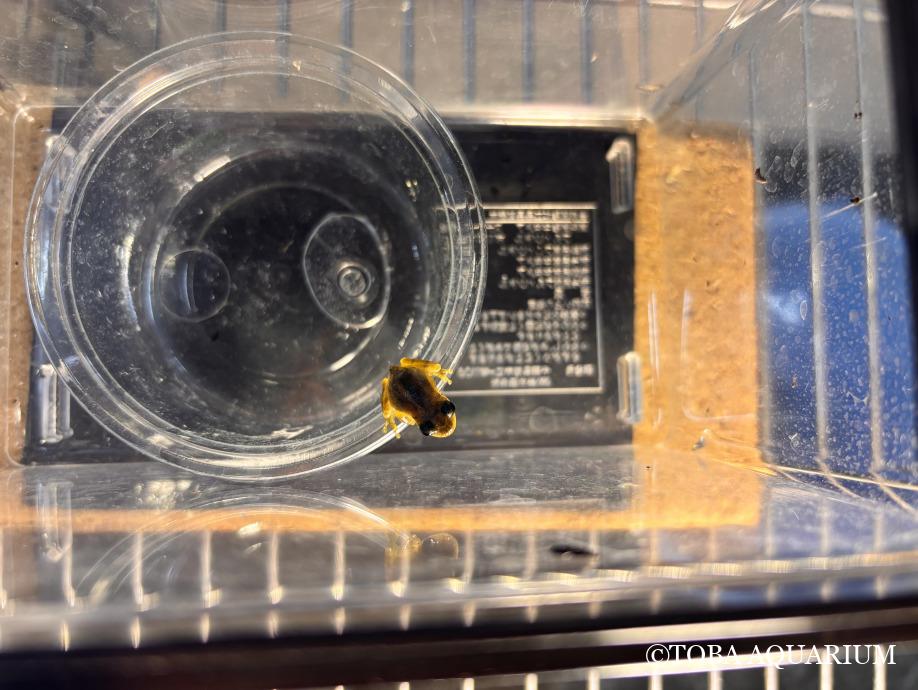 透明な？アマガエル