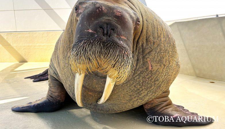 t*m様 オデッセイモールド ウォーターリリー 睡蓮 t*m様 オデッセイ t*m様 オデッセイモールド ウォーターリリー 睡蓮 t*m様 オデッセイ