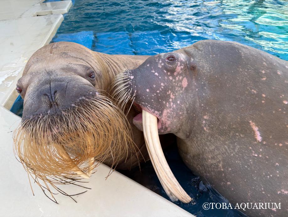 セイウチの「ちゅー」は愛情表現か？ | 鳥羽水族館 飼育日記