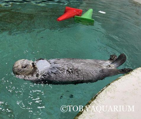 専用　海王　オアハカ　セット おもちゃハプニング！ | 鳥羽水族館 飼育日記