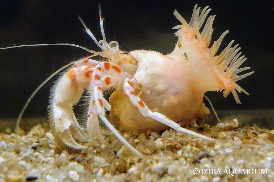 新種！“薄桃色”のイソギンチャク