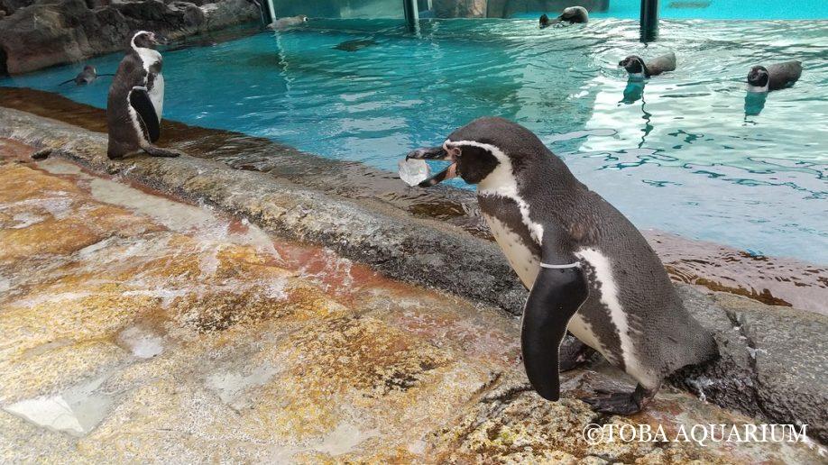 恋の季節は大騒ぎ・その中真面目に巣作りする「ゆりね」