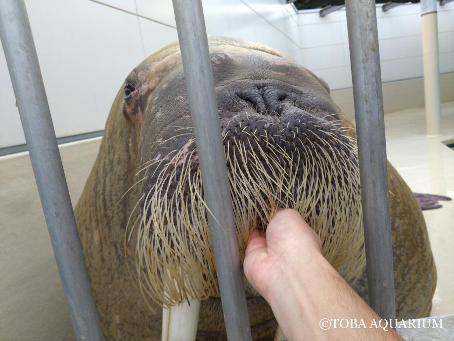 セイウチに餌やりに、おいない