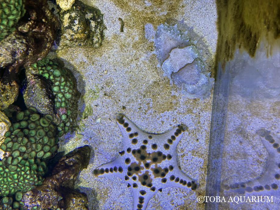 今年もコブシメを展示し始めました