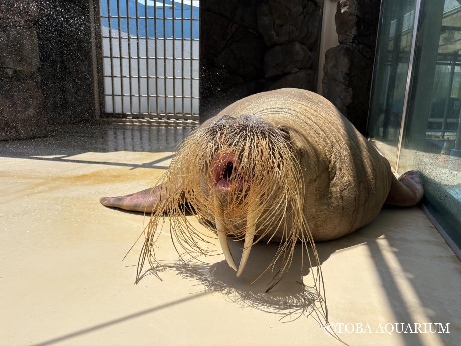 セイウチのあくびはうつるのか？