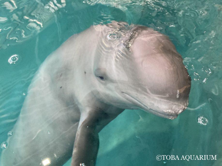 スナメリ「マリン」が帰ってきました！