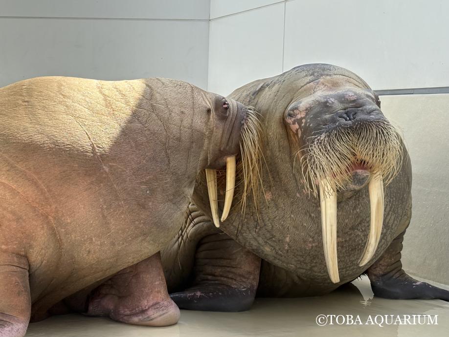 今最もアツい（？）セイウチの撮影裏側