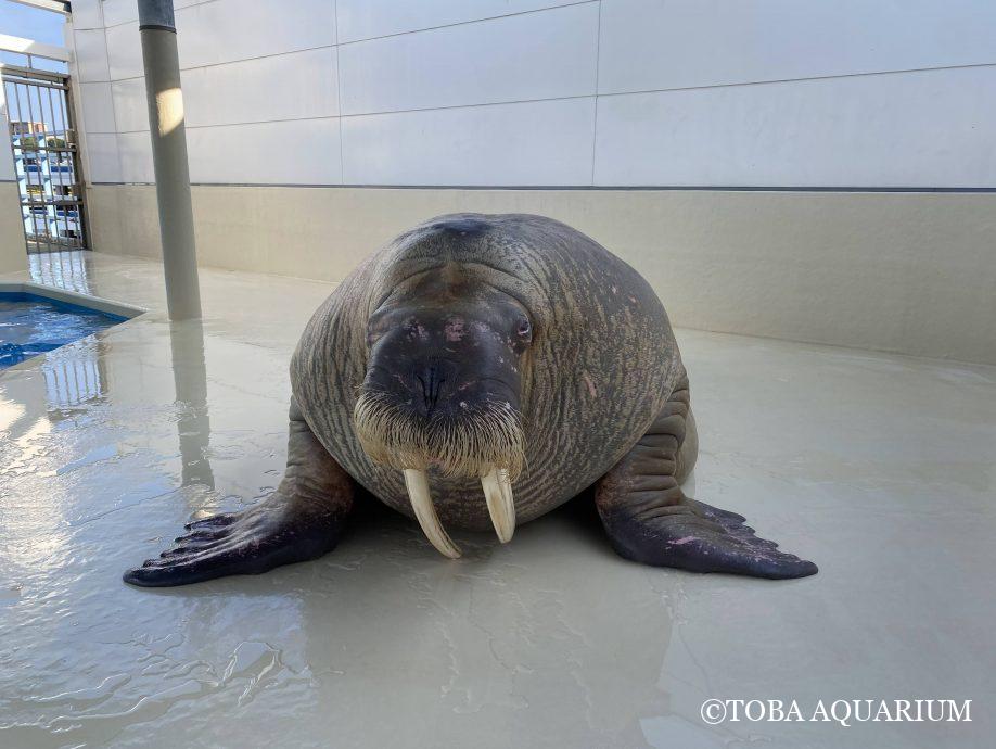 「アシカ・アザラシ時々セイウチ」