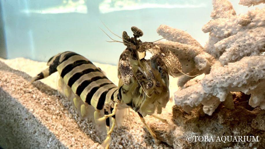 読むとシャコに詳しくなれます