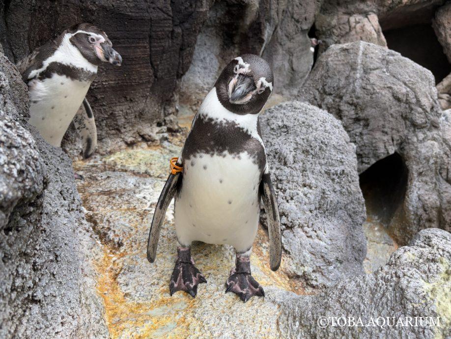 最近のペンギンたち