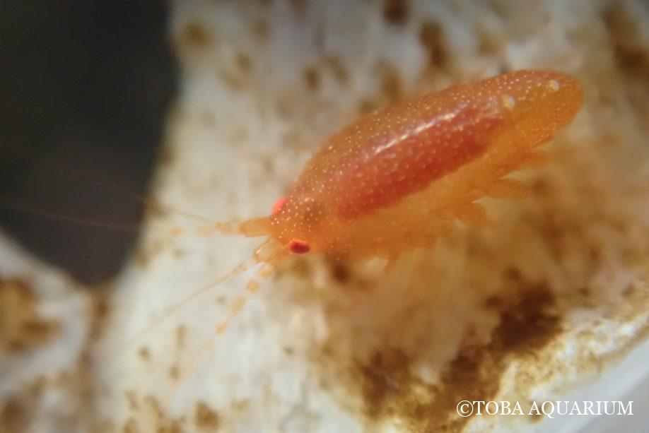 こちらも新種です！チンボクウデナガヨコエビ