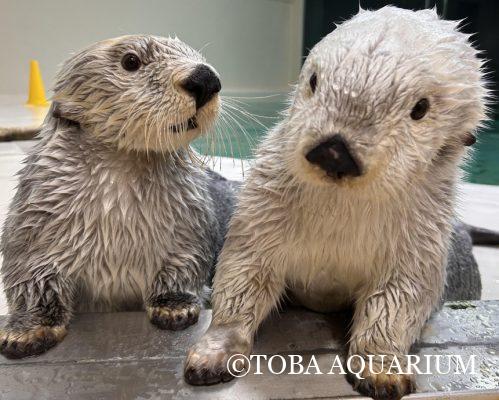 おもちゃハプニング！ | 鳥羽水族館 飼育日記