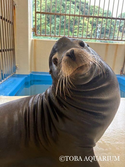 換毛ピークなシノ