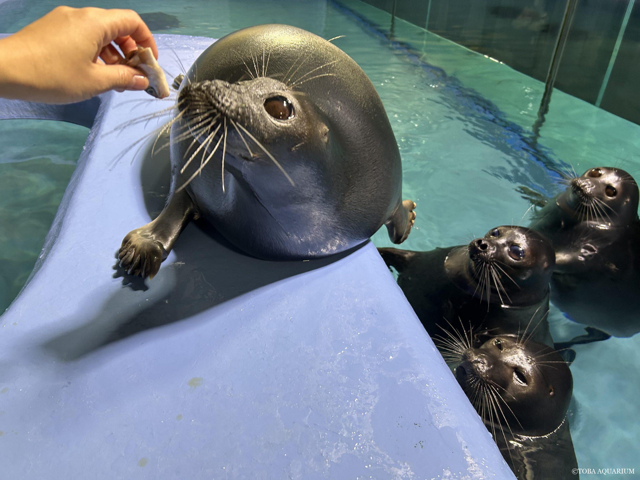 飼育係の心アザラシ知らず | 鳥羽水族館 飼育日記