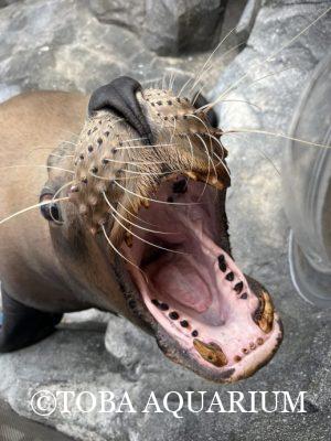 充電完了！！！ | 鳥羽水族館 飼育日記