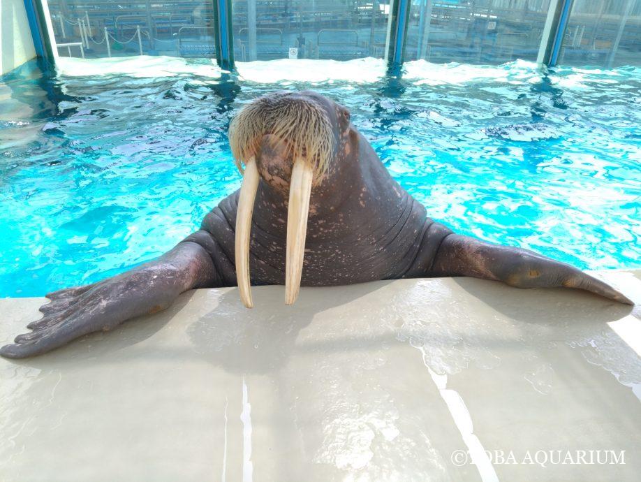 #セイウチトレーナー体験　でご意見ご感想お待ちしています