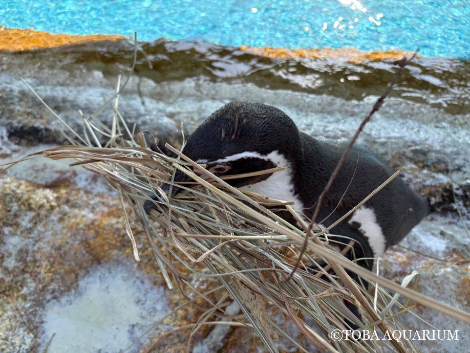 エッホエッホ、巣を作るために巣材を運ばなきゃ！