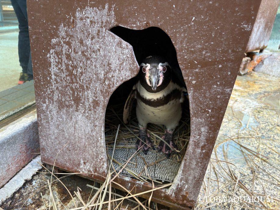 フンボルトペンギンの巣作り