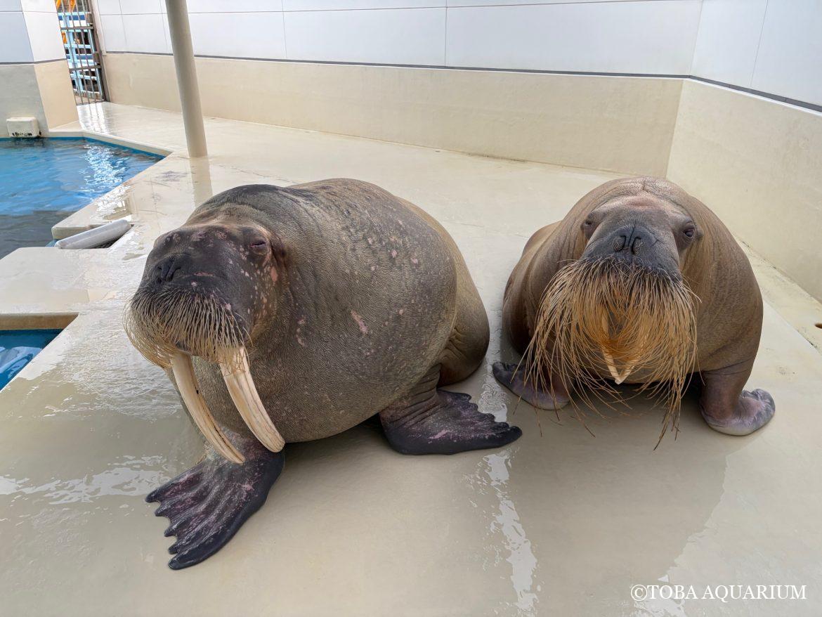 本日の「世界セイウチの日」YouTube Live、ご視聴ありがとうございました😭