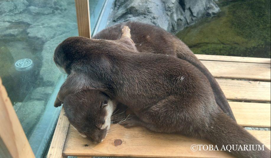 初めてのカワウソ