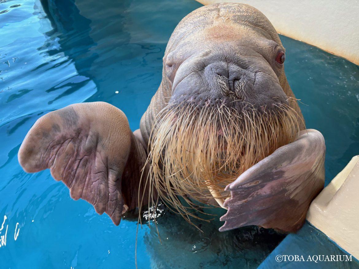 「世界セイウチの日」YouTube Live 質問大募集！