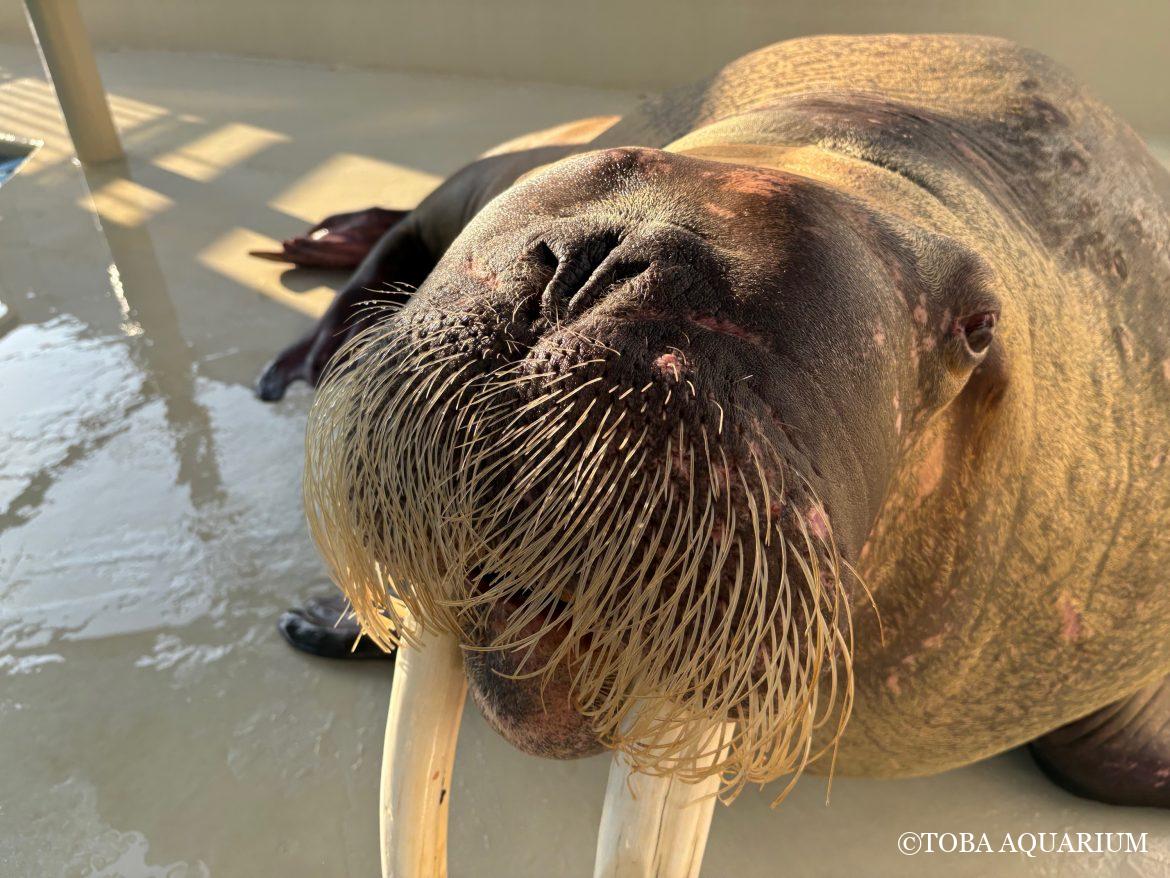 「世界セイウチの日」後日談③