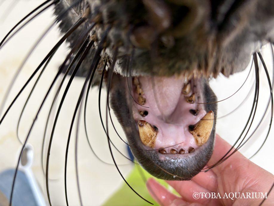 イイハノヒ🦷✨