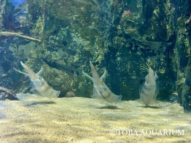 アオリイカを搬入しました