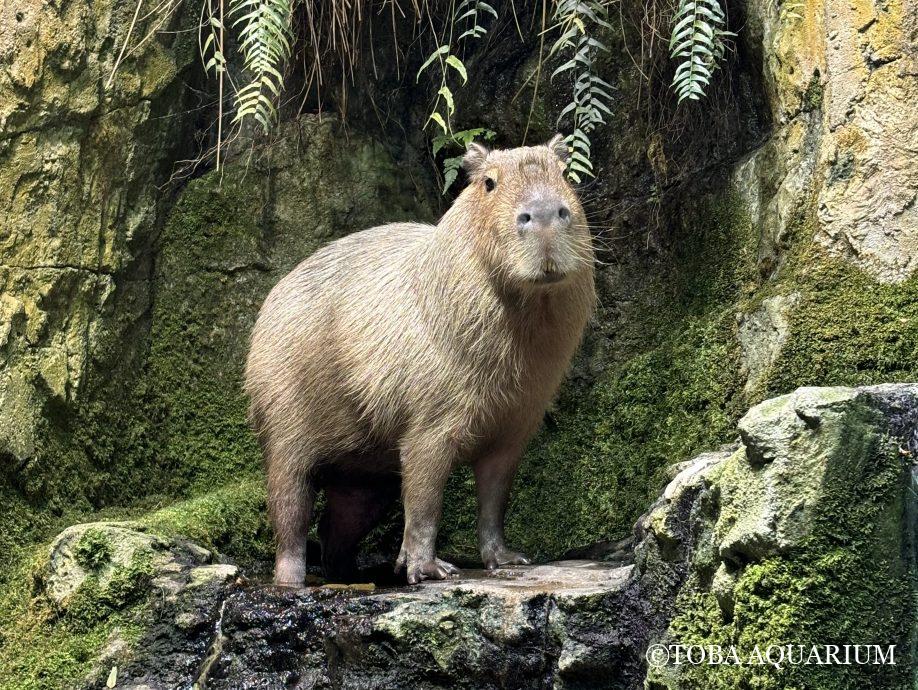 ごきげんいかが？