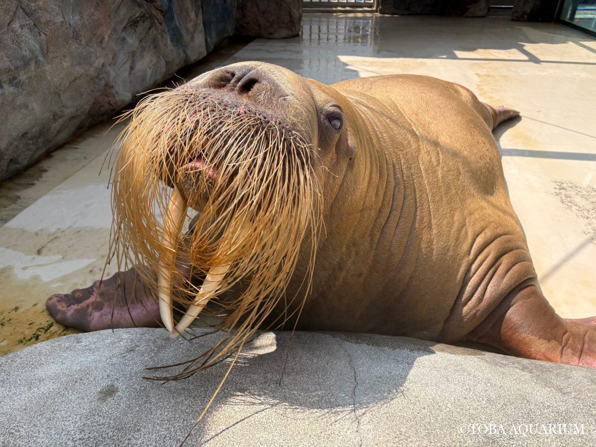 「世界セイウチの日」後日談①