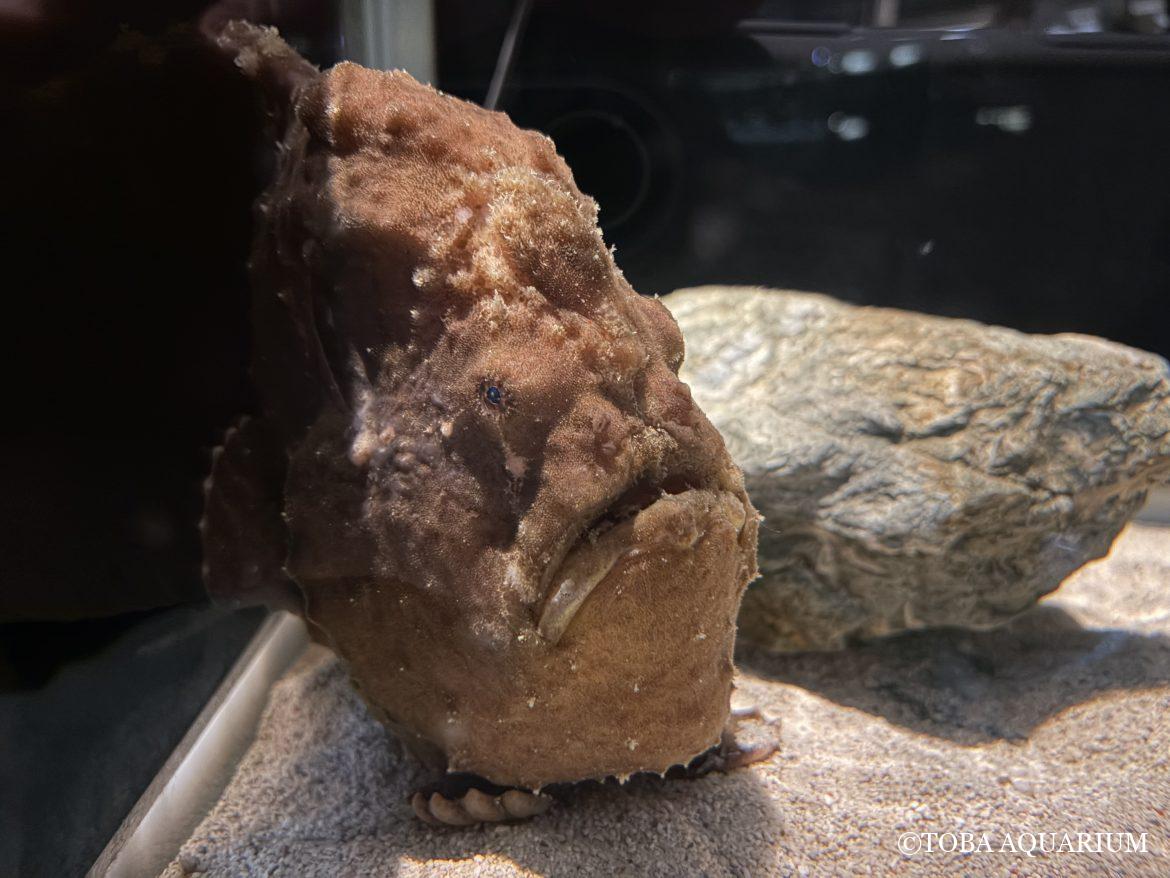 オオモンカエルアンコウはじめました～