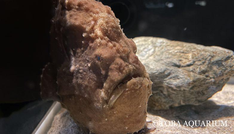 ダイオウグソクムシの乾燥標本（メス） | 鳥羽水族館 飼育日記