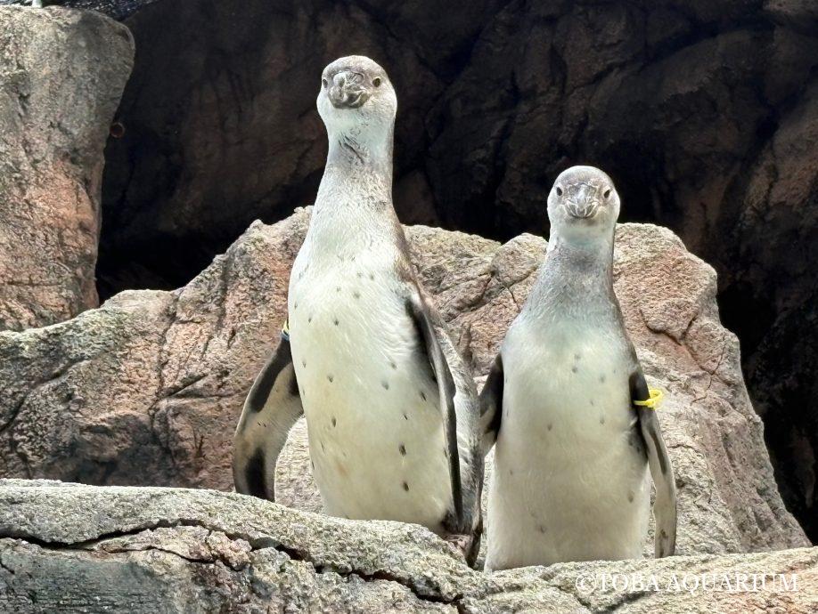 初めて見る巣材