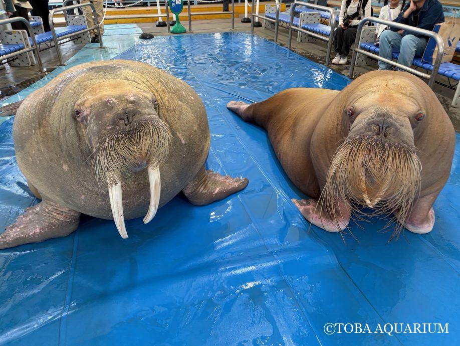 11月24日は世界セイウチの日