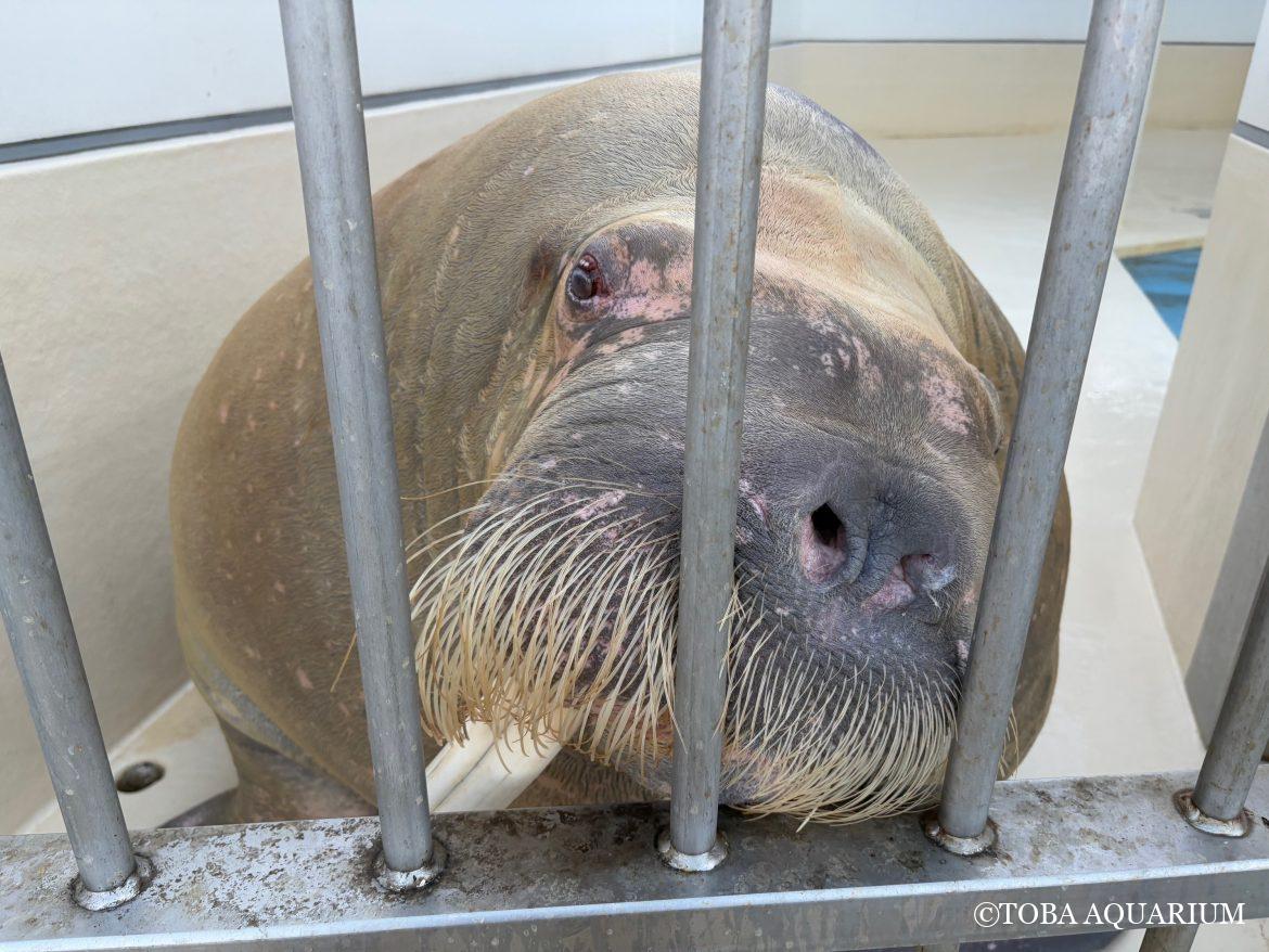 「世界セイウチの日」後日談②