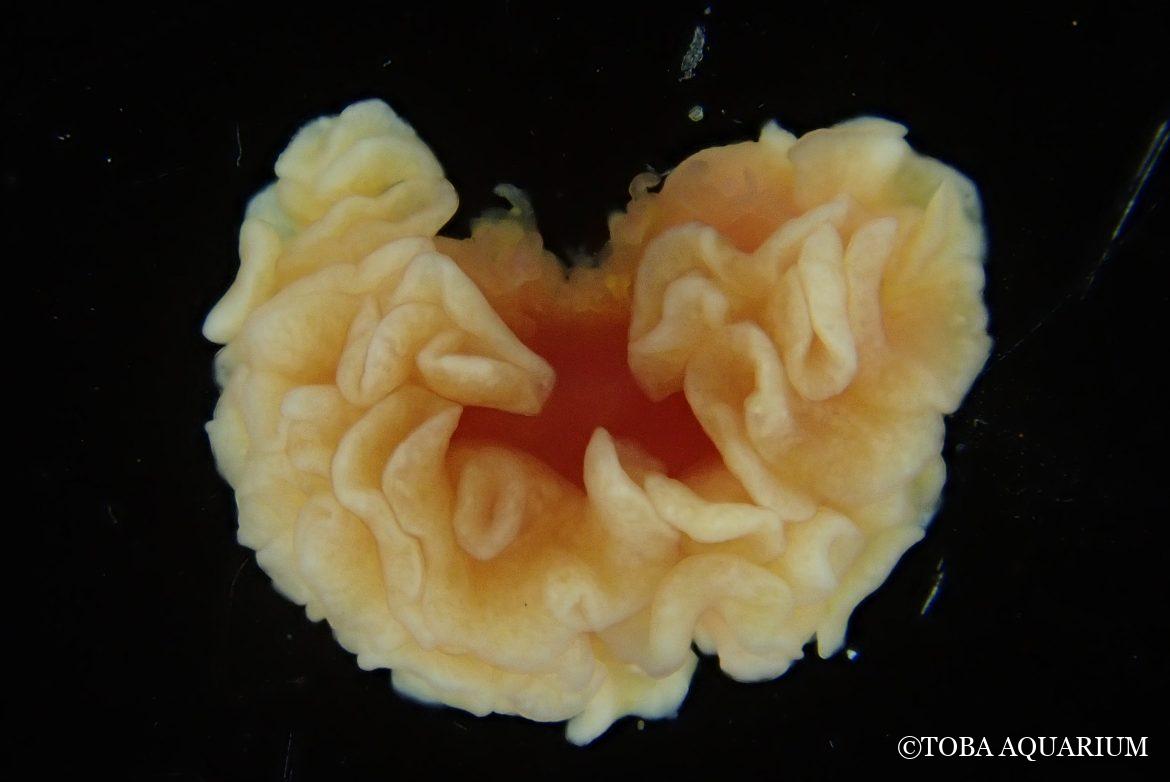 アステロミゾストマム成長中