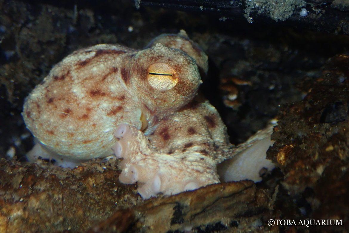 熊野灘のタコ3種