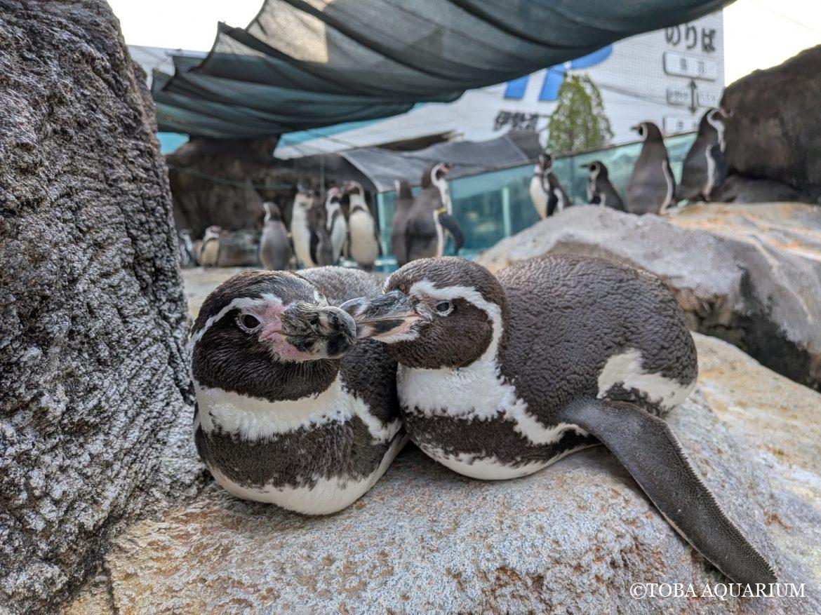 祝　真珠婚！ ペアになって30年おめでとう！