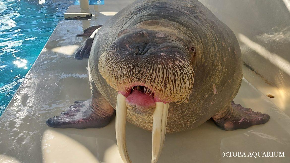 表情豊かな？セイウチたち