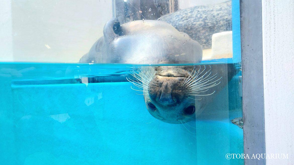 三者三様アザラシ水槽