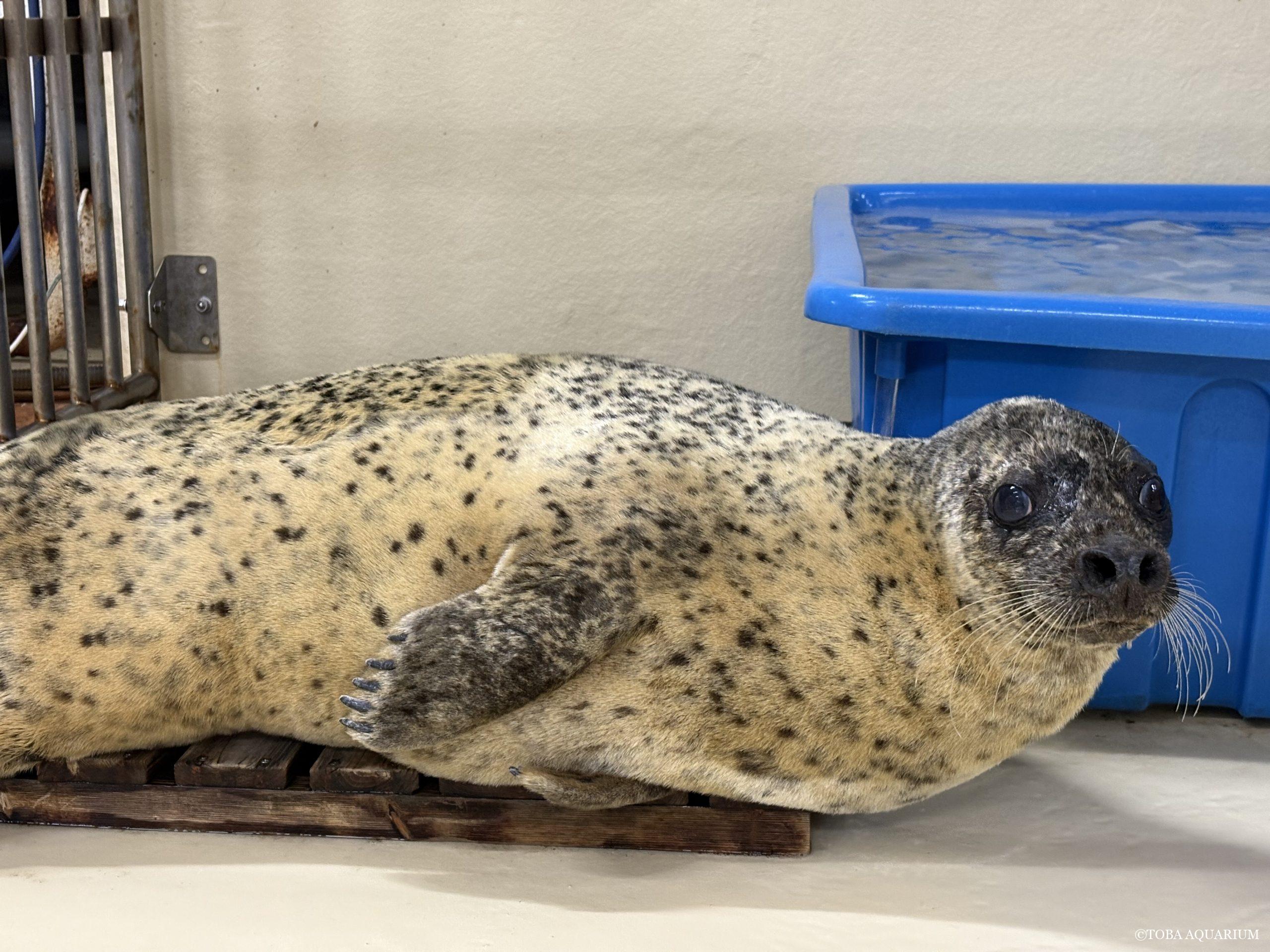 レジェンド登場…🦭!? | 鳥羽水族館 飼育日記 レジェンド登場…🦭!? | 鳥羽水族館 飼育日記
