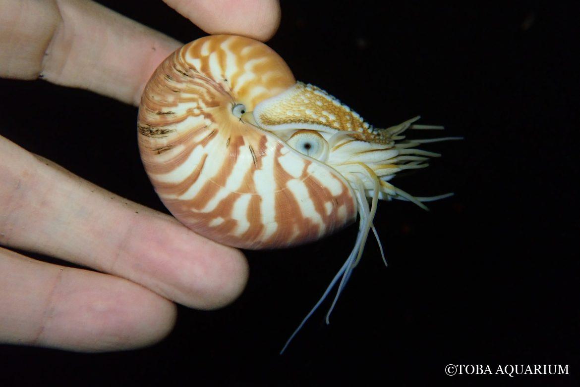 パラオオウムガイB13