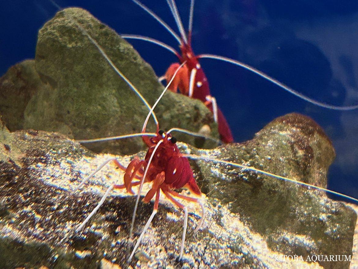 クリスマスといえば…