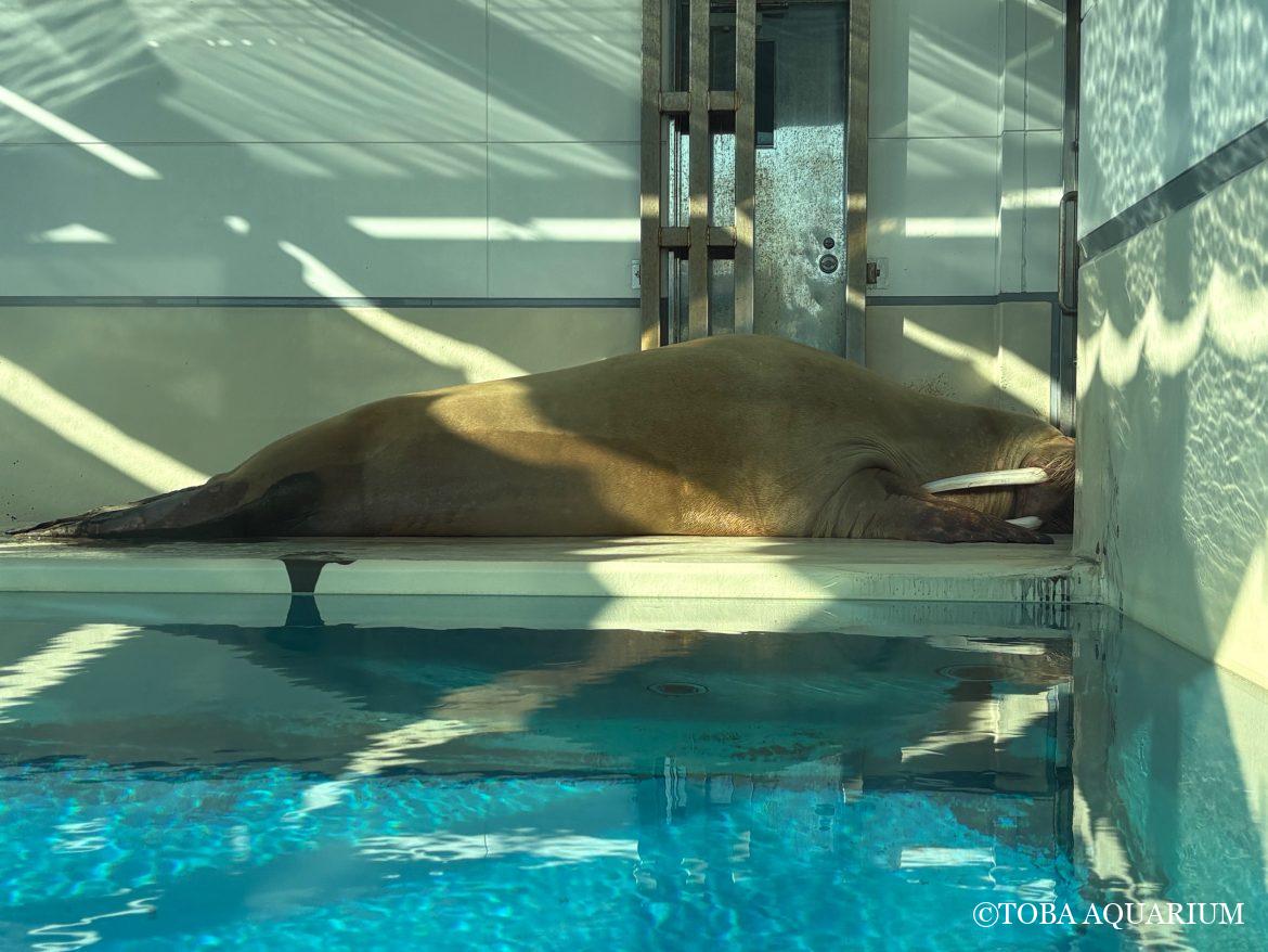 「世界セイウチの日」質問コーナー②