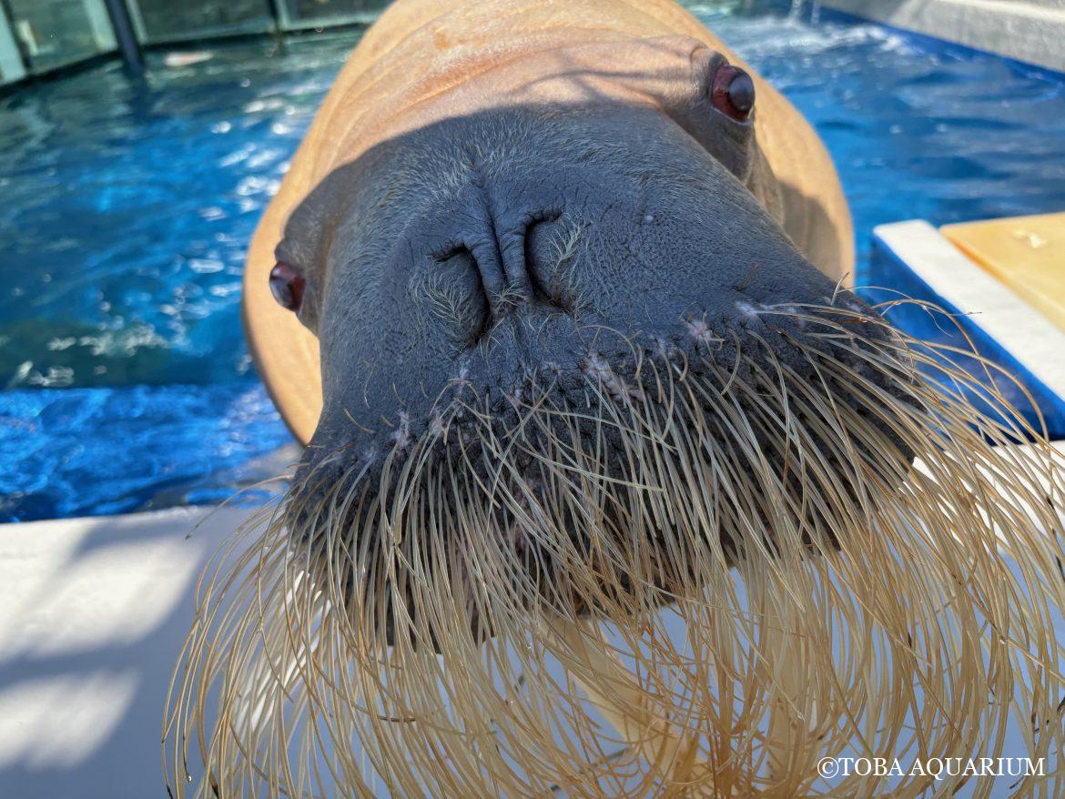 「世界セイウチの日」後日談④