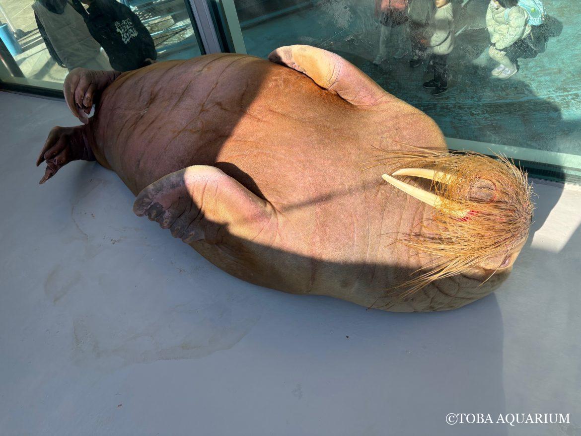 「世界セイウチの日」質問コーナー③