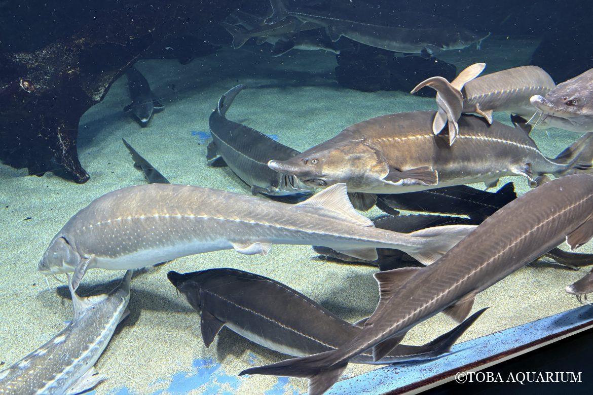 サメのようでサメでない